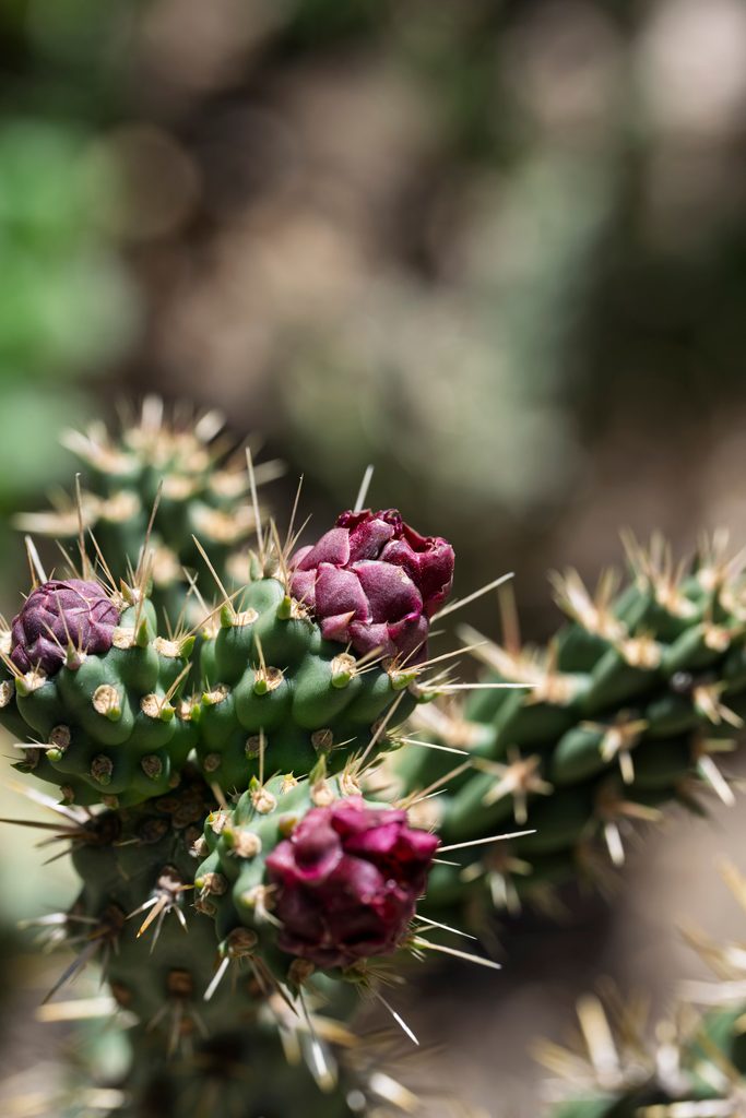 Cholla Buds