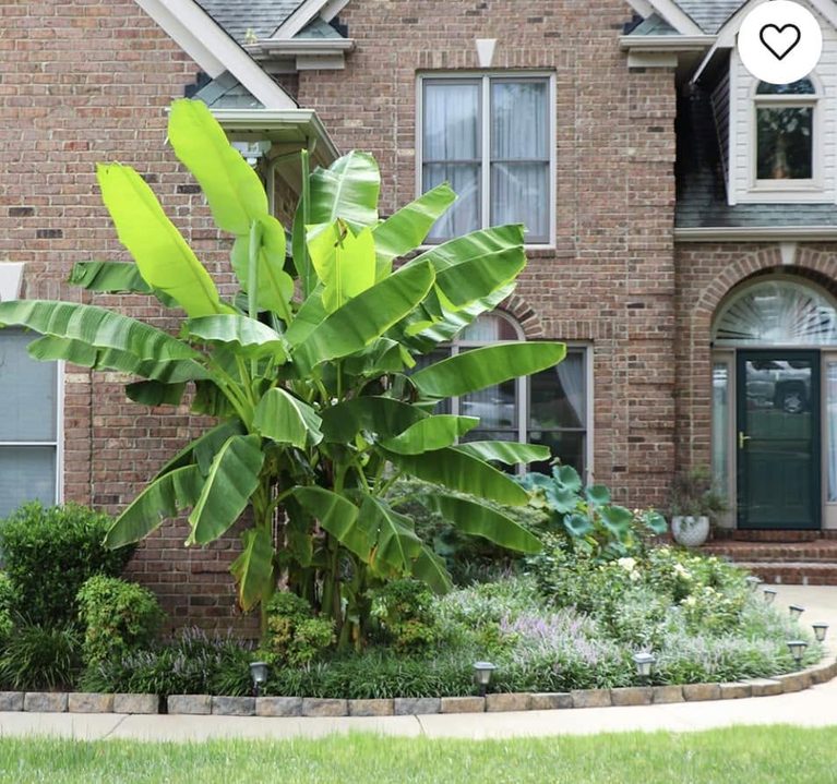 Cold hardy banana tree