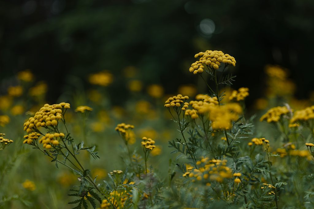 Tansy