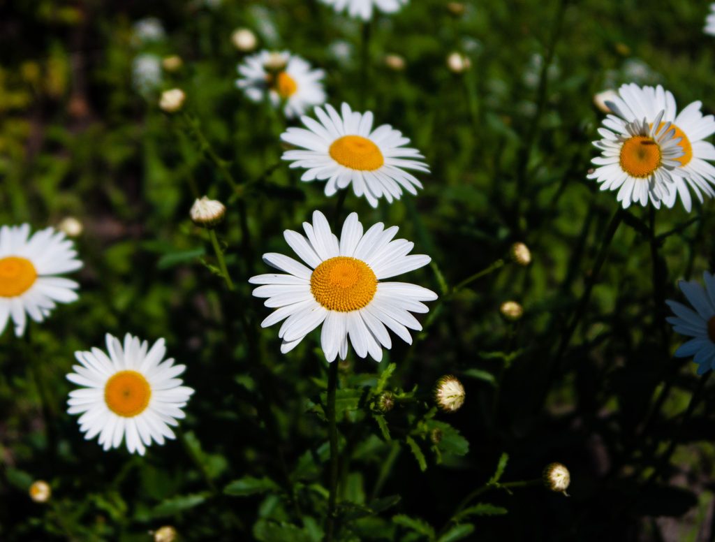 Daisy