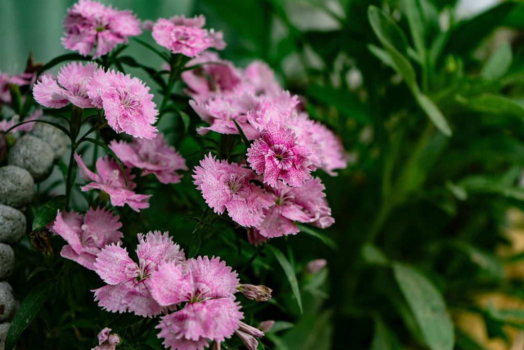 Dianthus