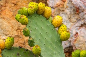 Eastern Prickly Pear