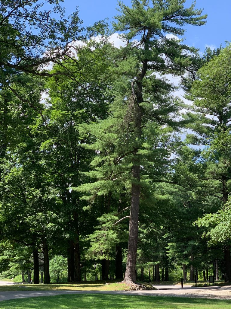 Eastern White Pine