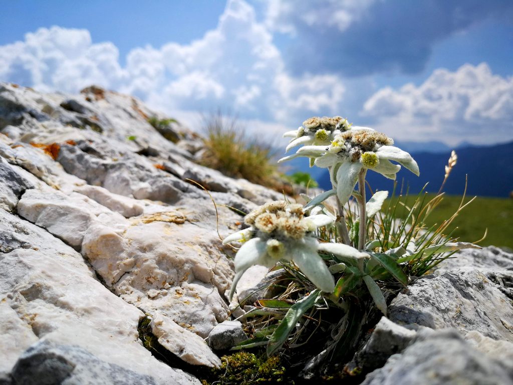 Edelweiss