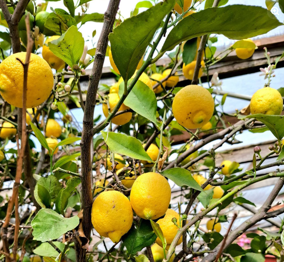 Eureka Lemon