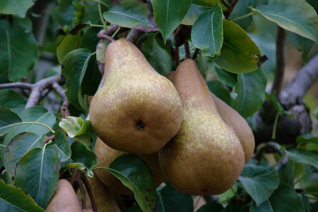 European Pears