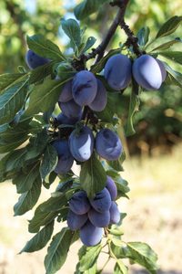 European Plums