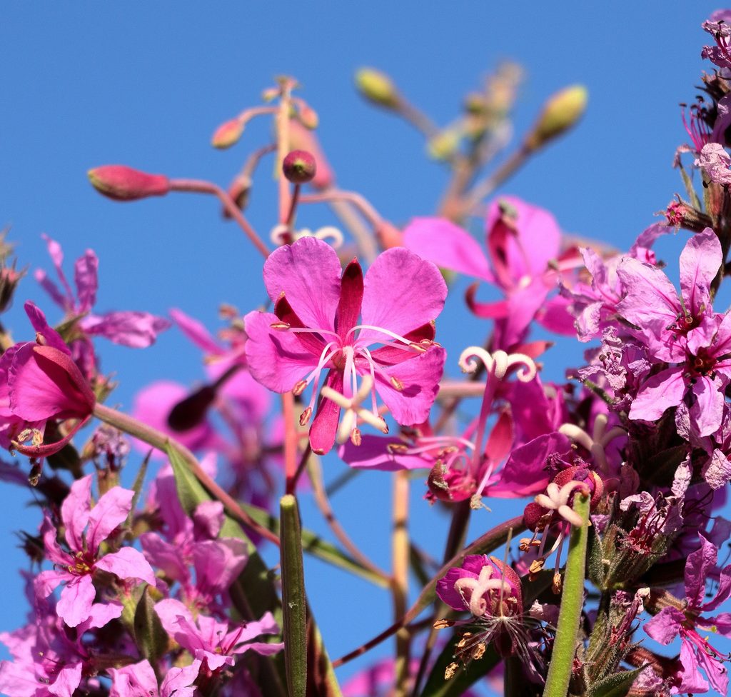 Fireweed