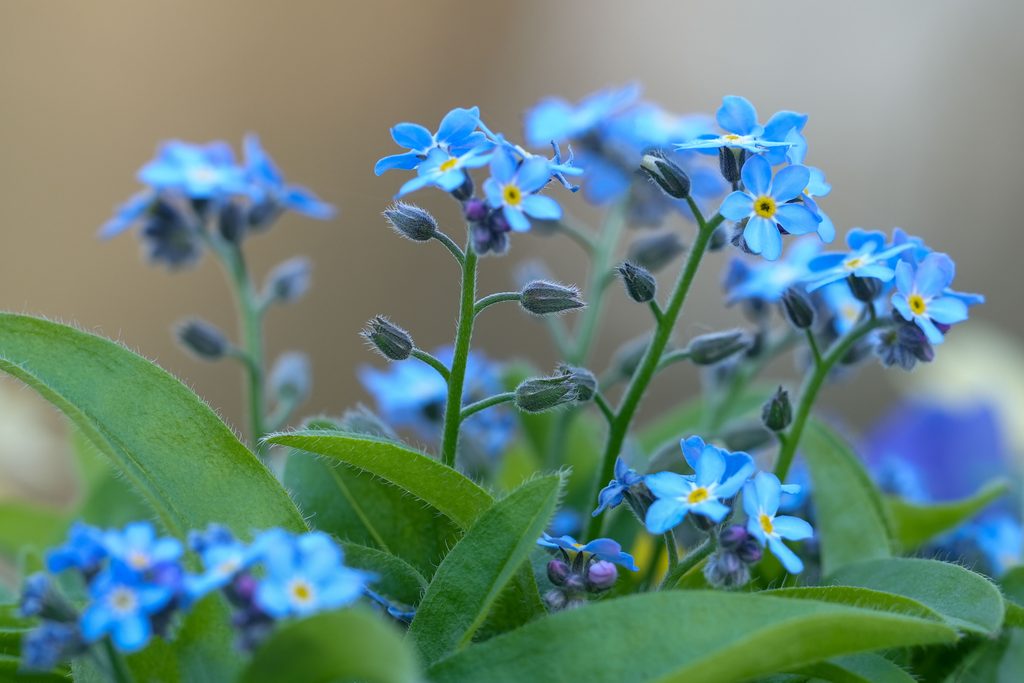 Forget-Me-Not