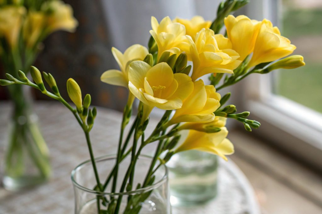 Freesia