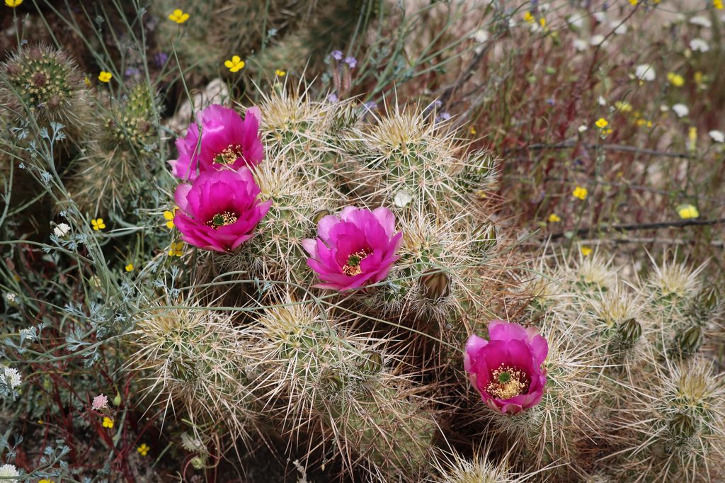 Hedgehog Cactus