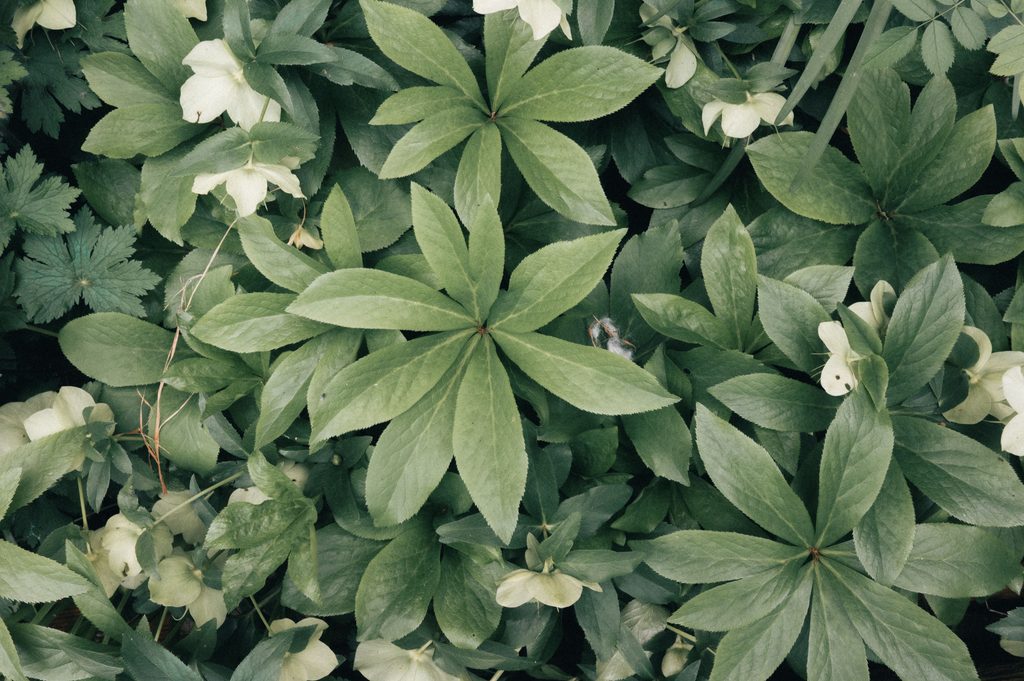 Hellebore