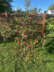 Honeycrisp Apple
