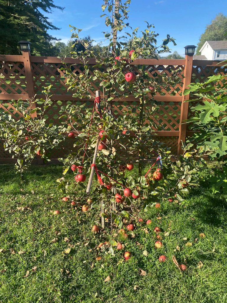 Honeycrisp Apple