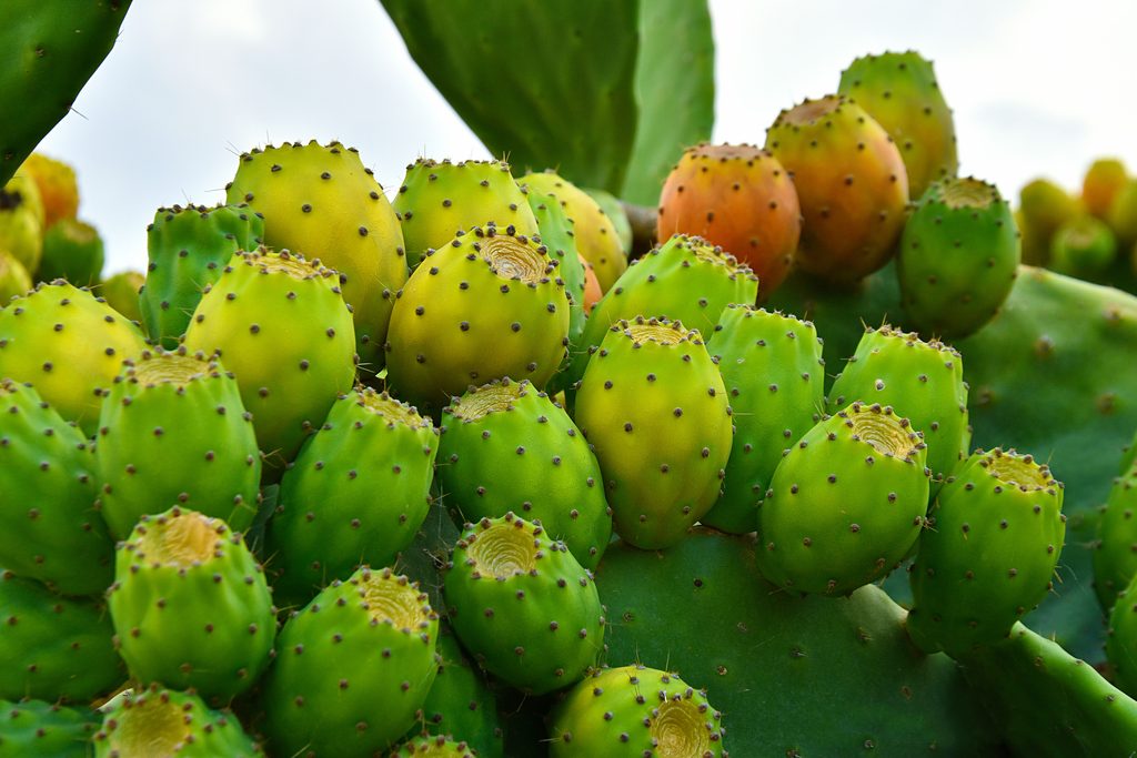 Indian Fig Prickly Pear
