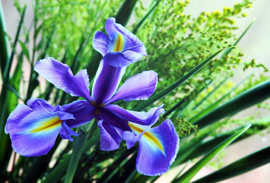 Iris flower