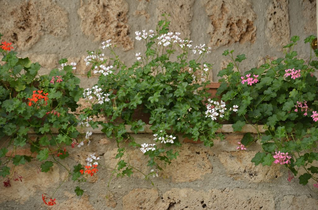 Ivy Geranium