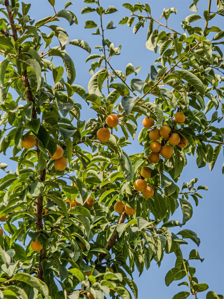 Japanese plums