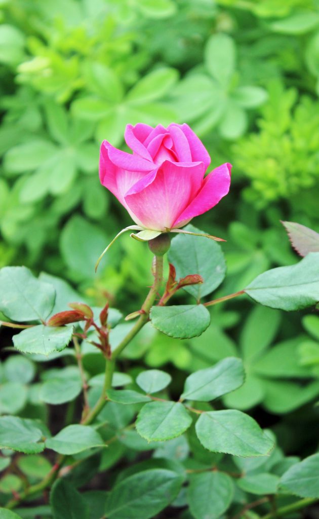 Knock Out Rose