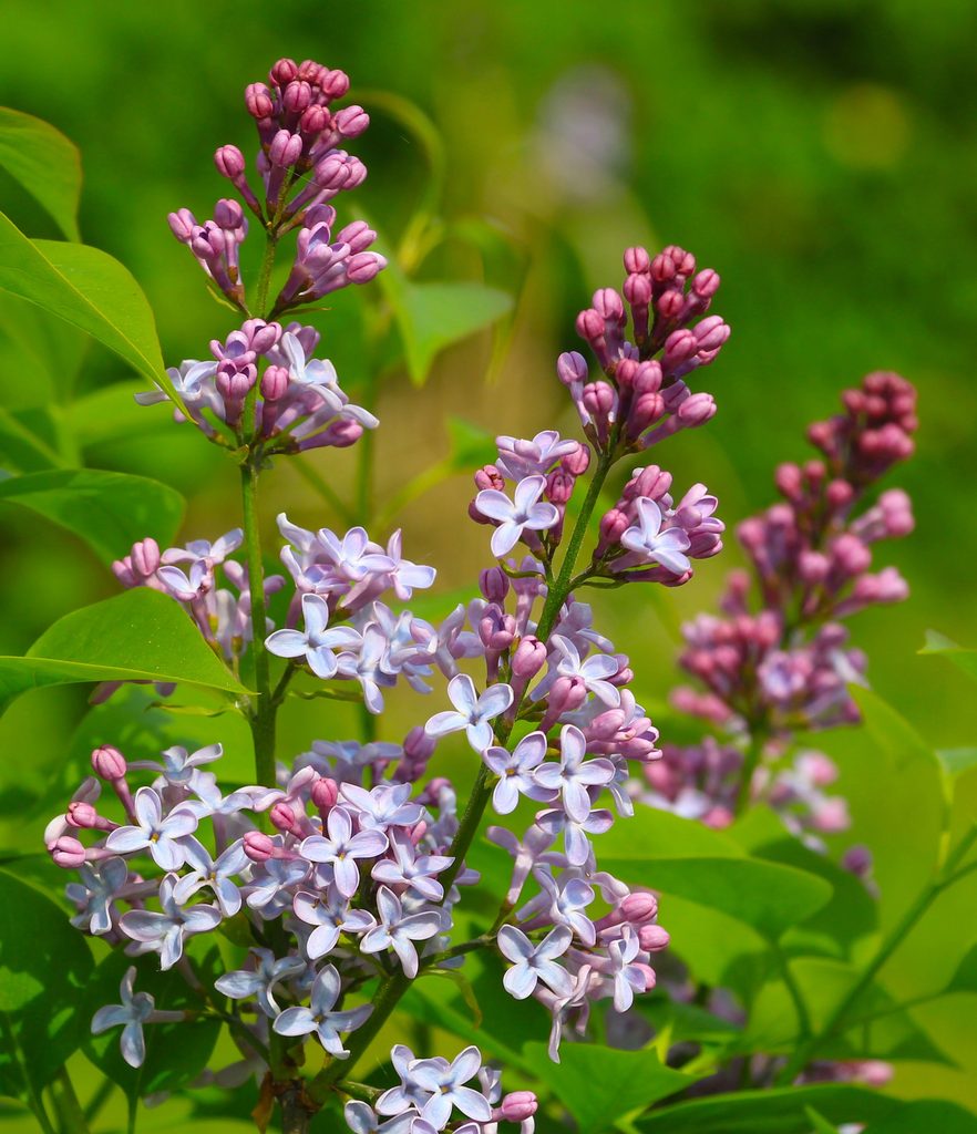 Lilac