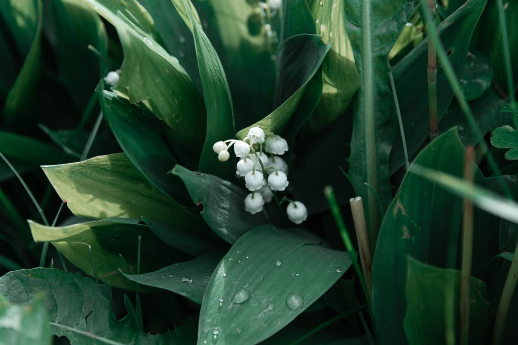 Lily of the Valley