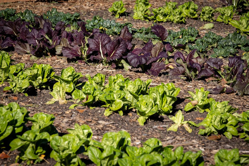 Mustard Greens