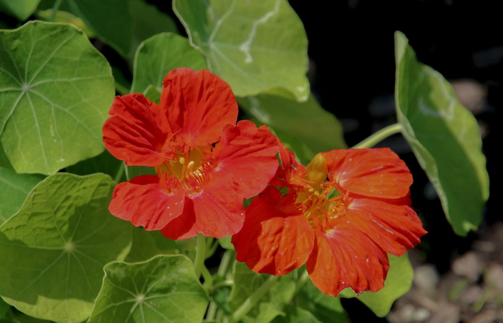 Nasturtiums