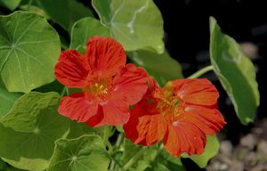 Nasturtiums