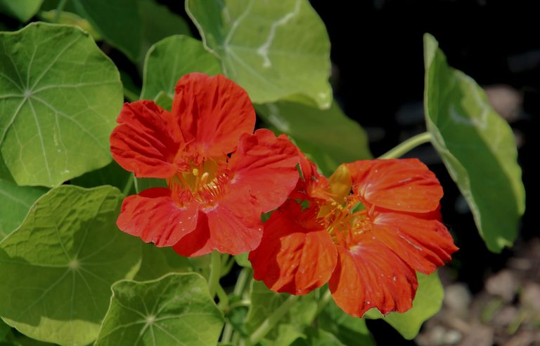 Nasturtiums
