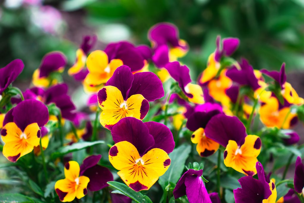 Pansy