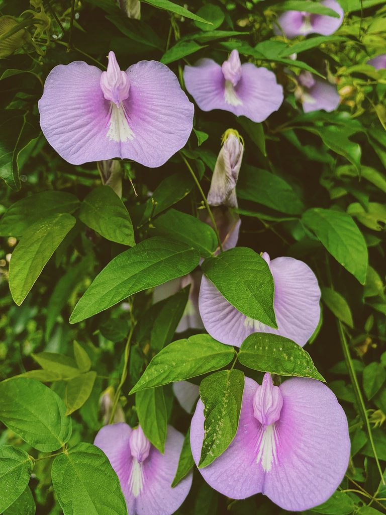 Pea Flowers