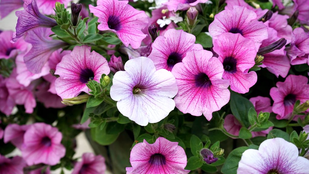 Petunia