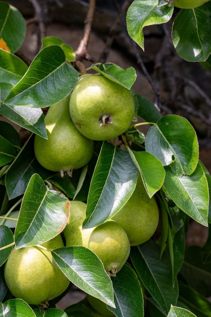 Pineapple pear