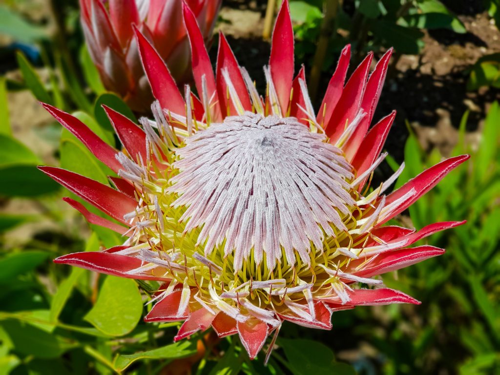 Protea