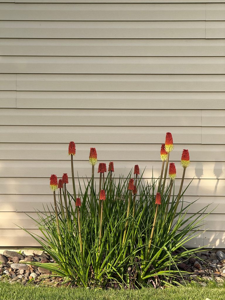 Red Hot Poker