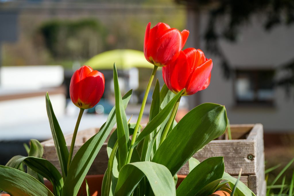 red tulip