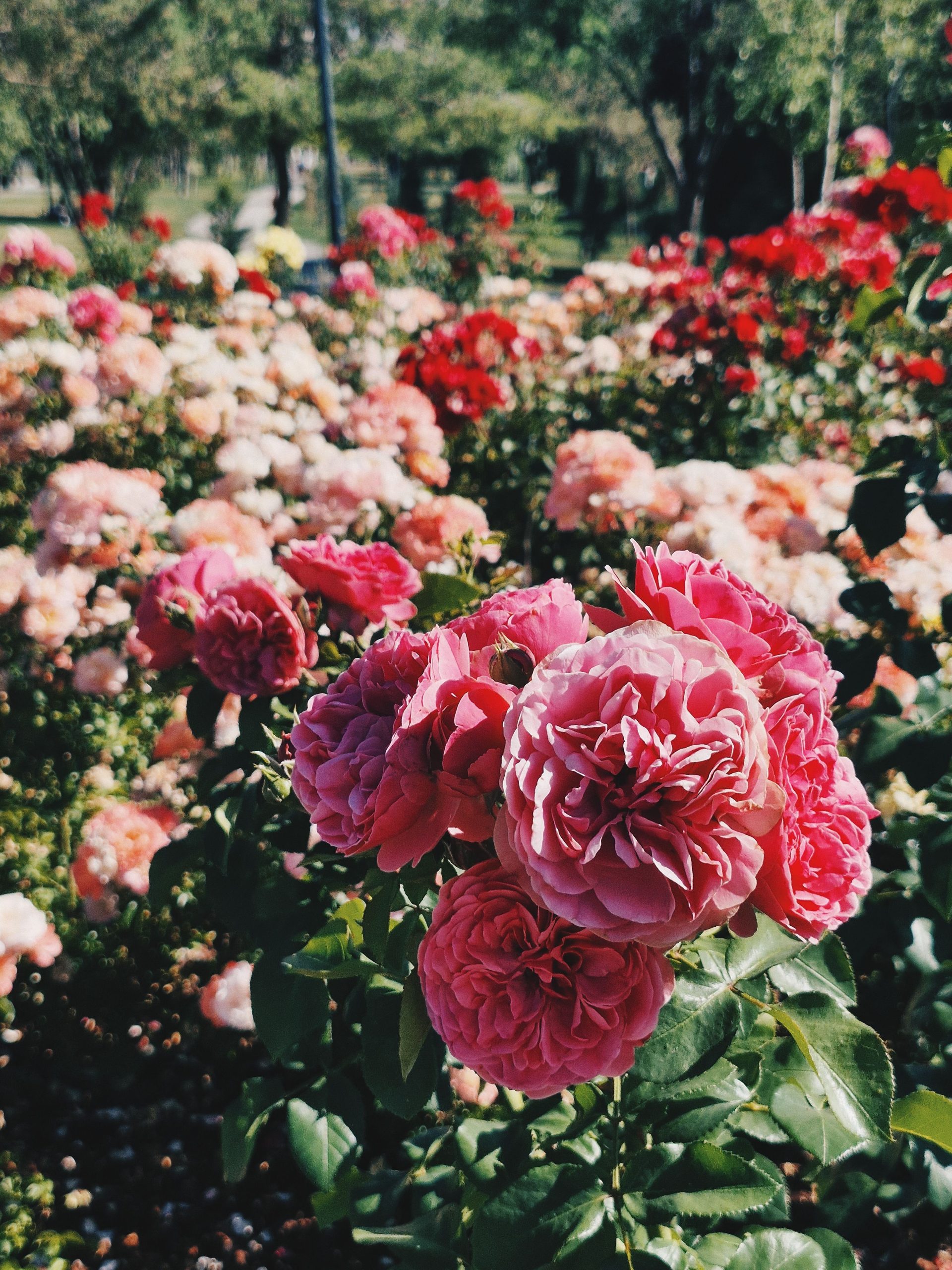 Roses