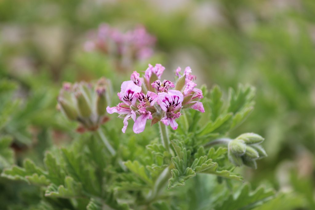 Scented Geraniums