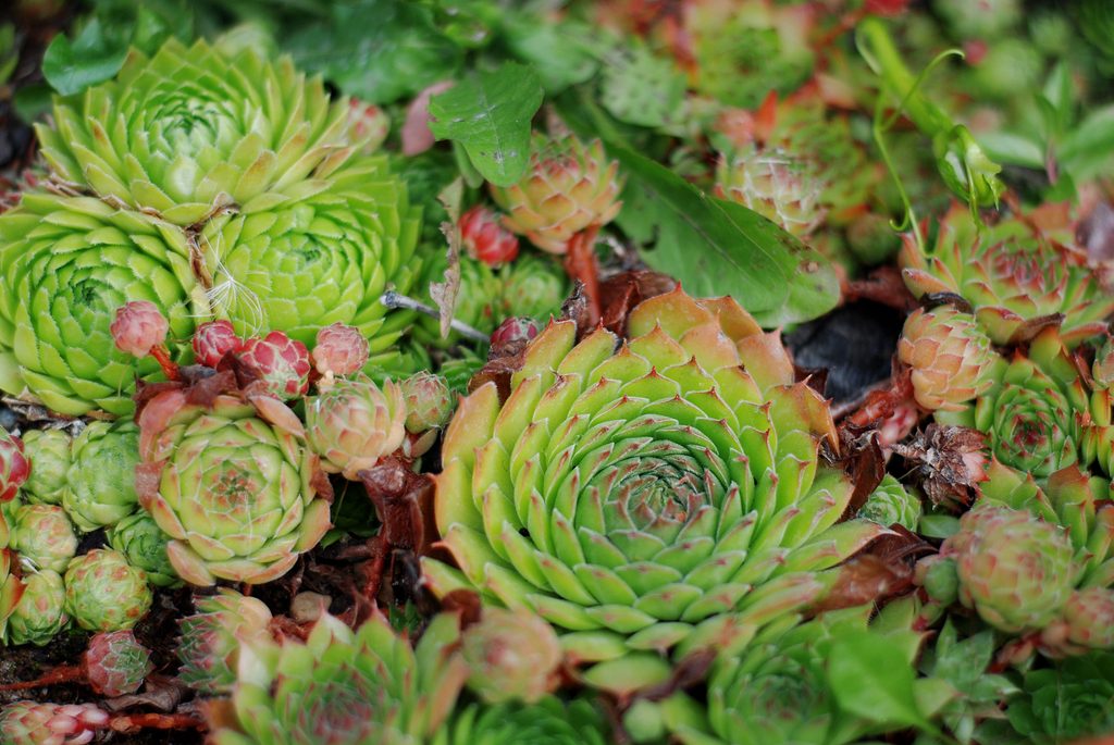 Sempervivum tectorum