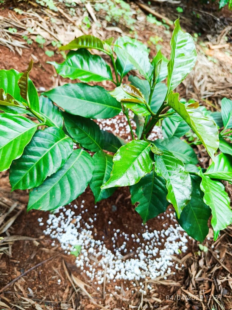 Best fertilizer for shrubs and bushes