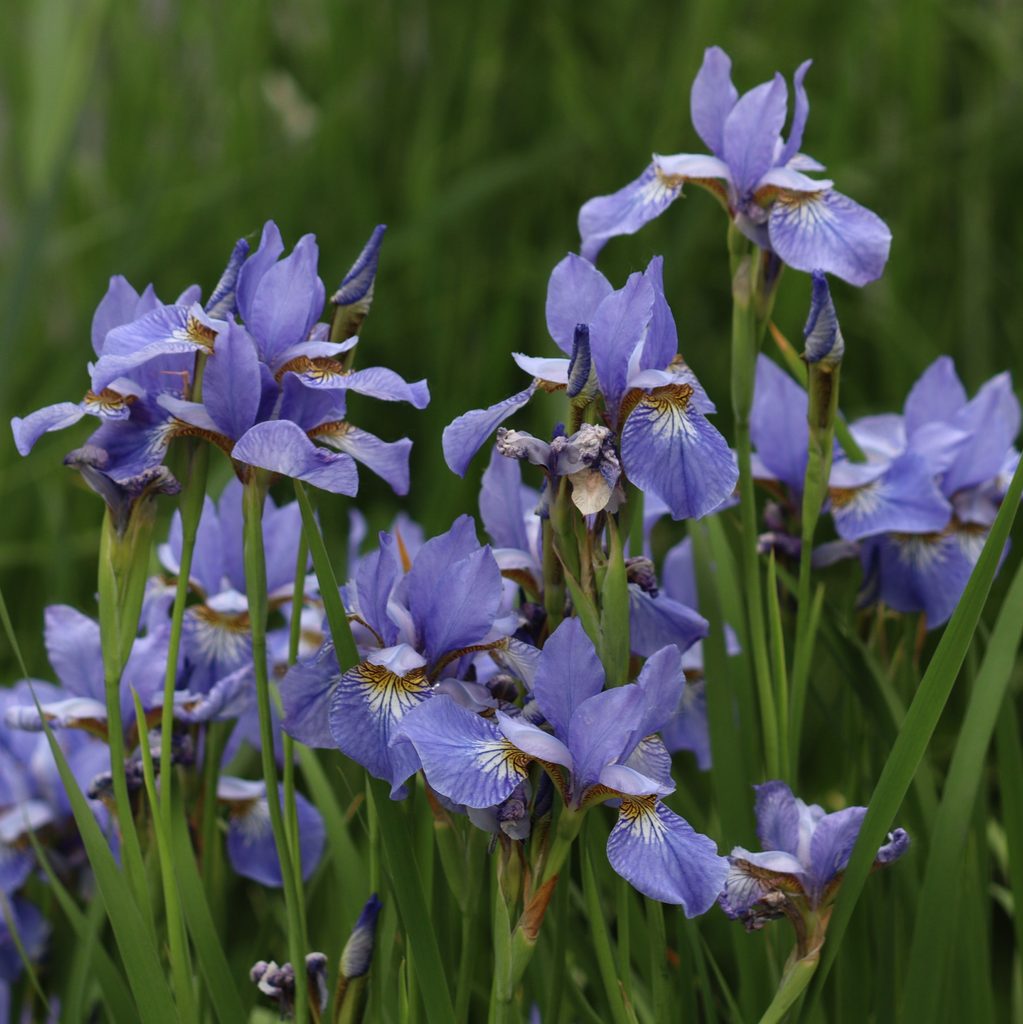 Iris flowers