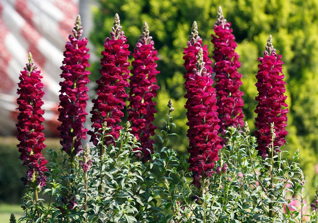 Snapdragon