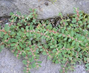 Spotted spurge