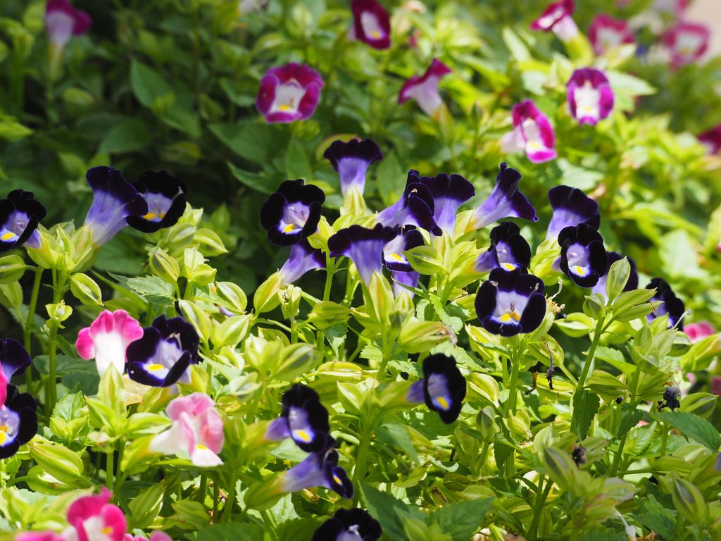 Torenia