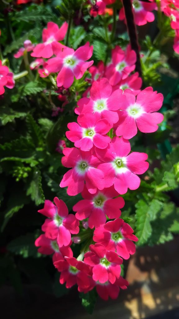 Trailing Verbena