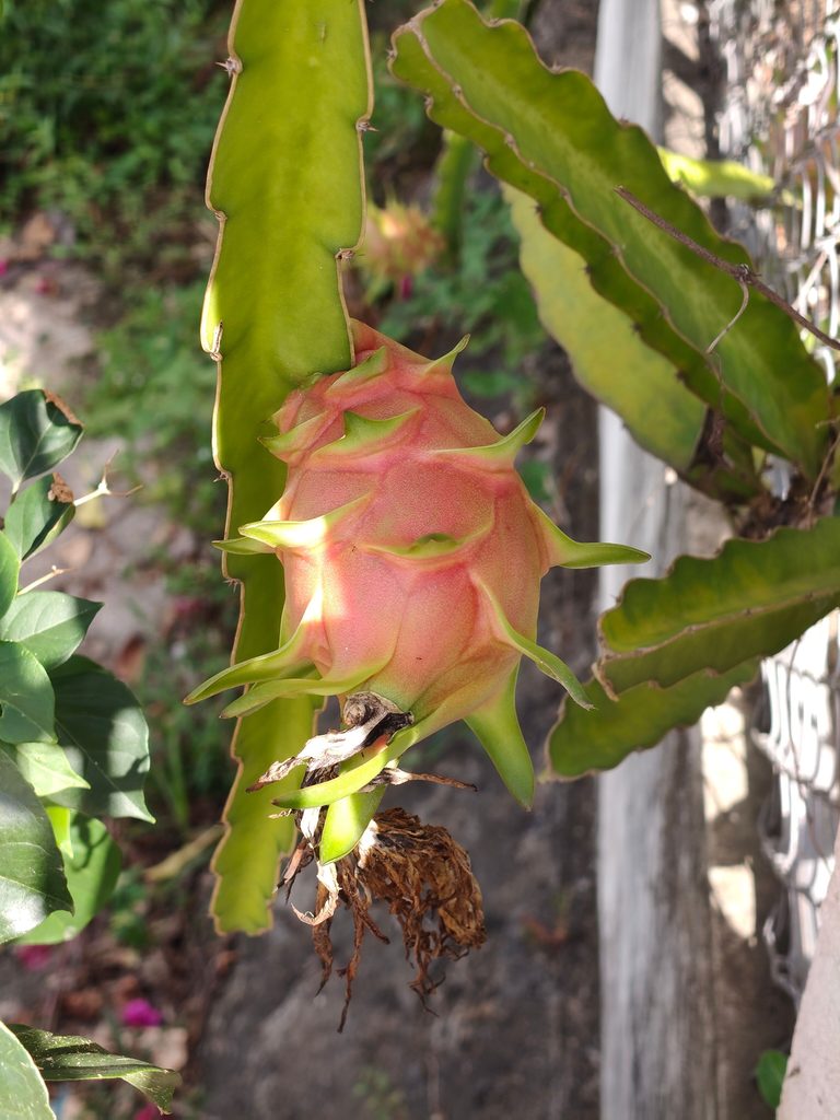 White-Fleshed Dragon Fruit