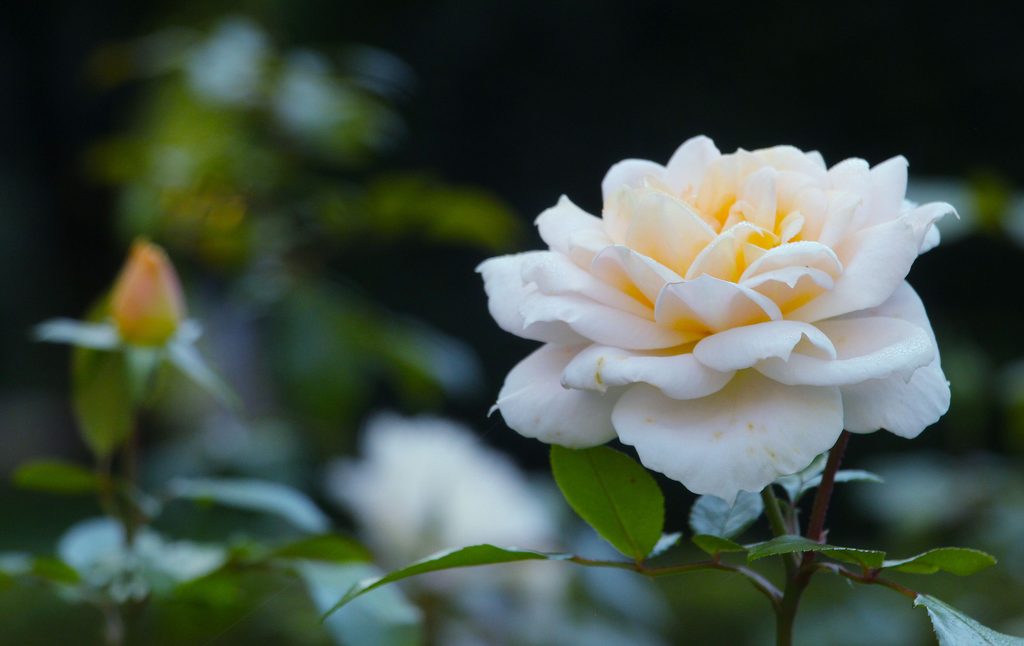 White rose