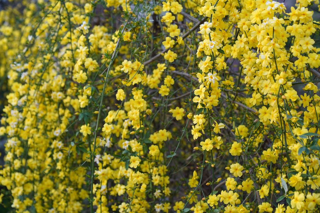 Winter Jasmine