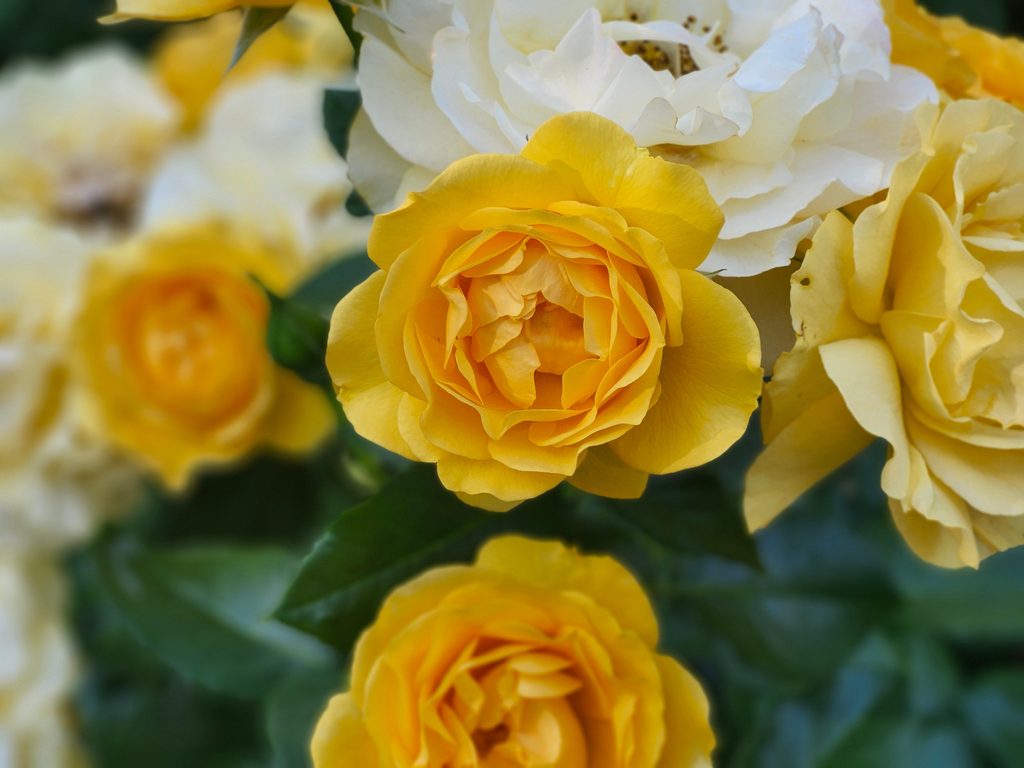 yellow rose