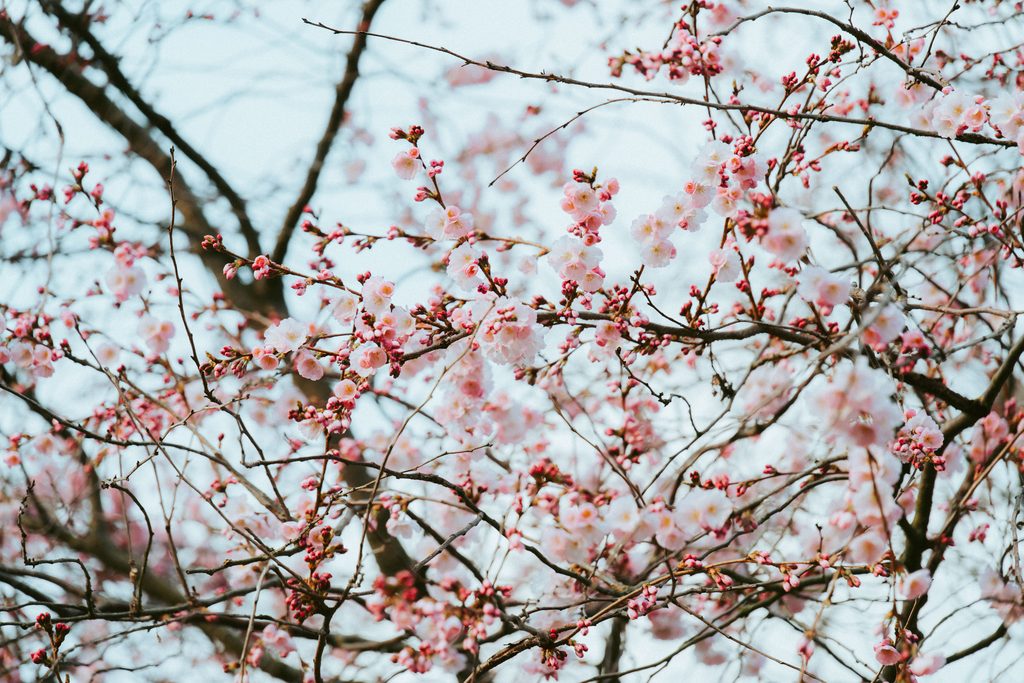 Cherry blossom